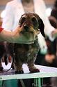 Crufts2011_2 1463